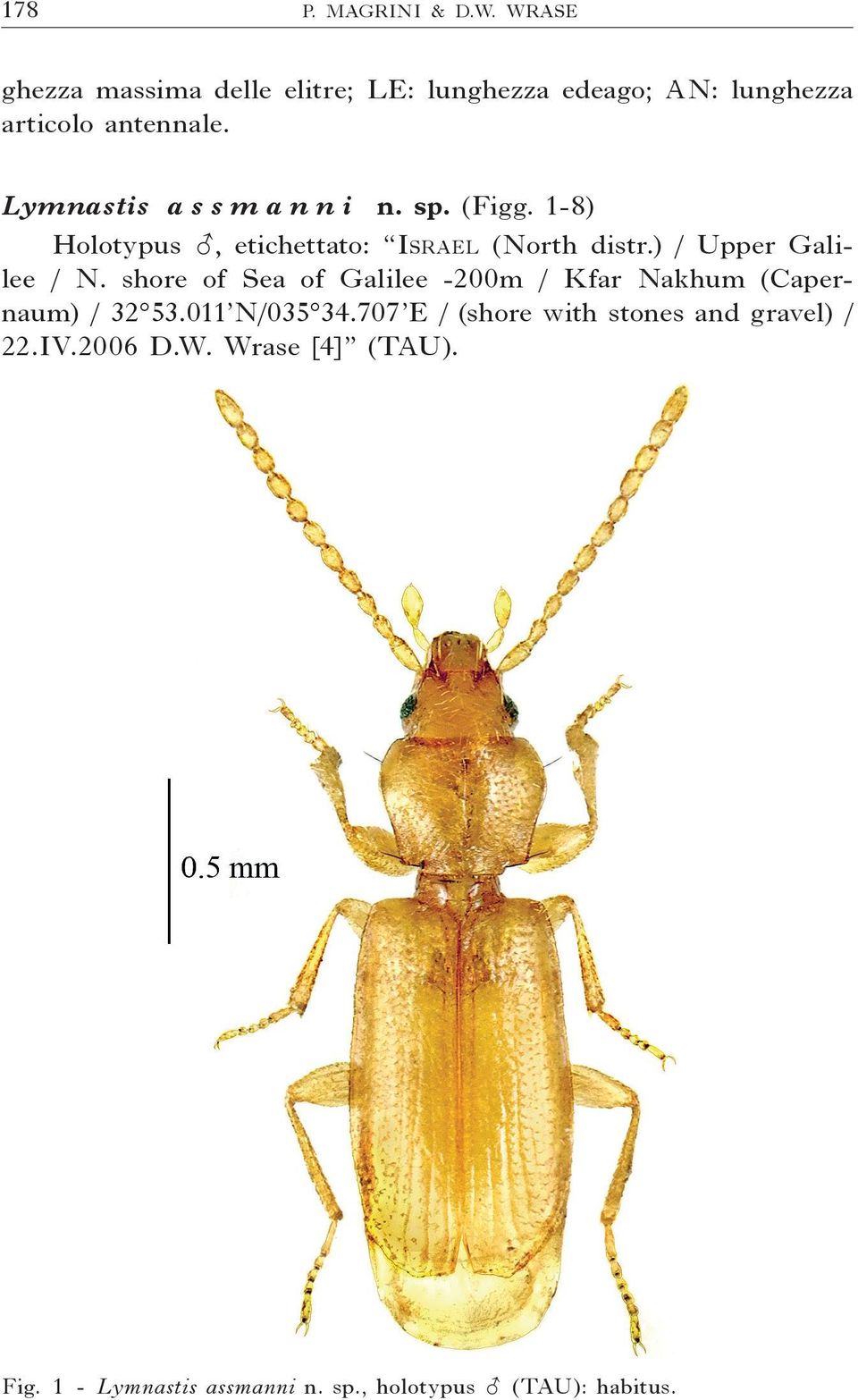 Lymnastis a s s m a n n i n. sp. (Figg. 1-8) Holotypus, etichettato: Israel (North distr.