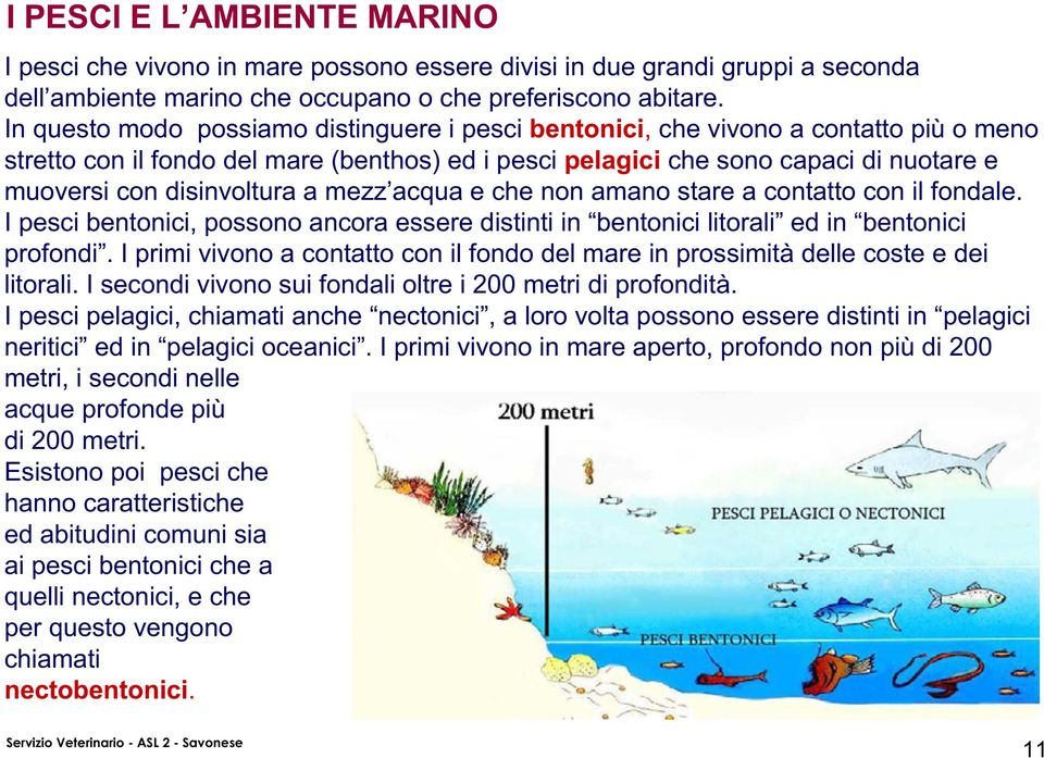 disinvoltura a mezz acqua e che non amano stare a contatto con il fondale. I pesci bentonici, possono ancora essere distinti in bentonici litorali ed in bentonici profondi.