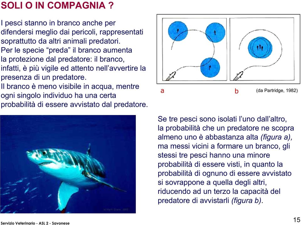 Il branco è meno visibile in acqua, mentre ogni singolo individuo ha una certa probabilità di essere avvistato dal predatore.