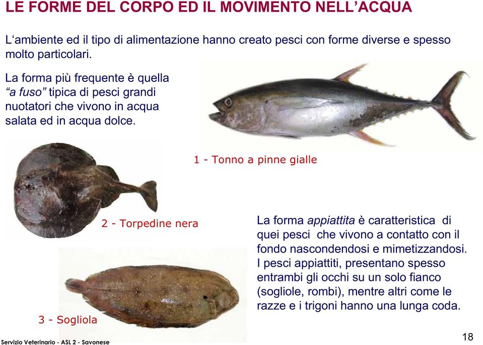 1 - Tonno a pinne gialle 3 - Sogliola 2 - Torpedine nera La forma appiattita è caratteristica di quei pesci che vivono a contatto con il fondo