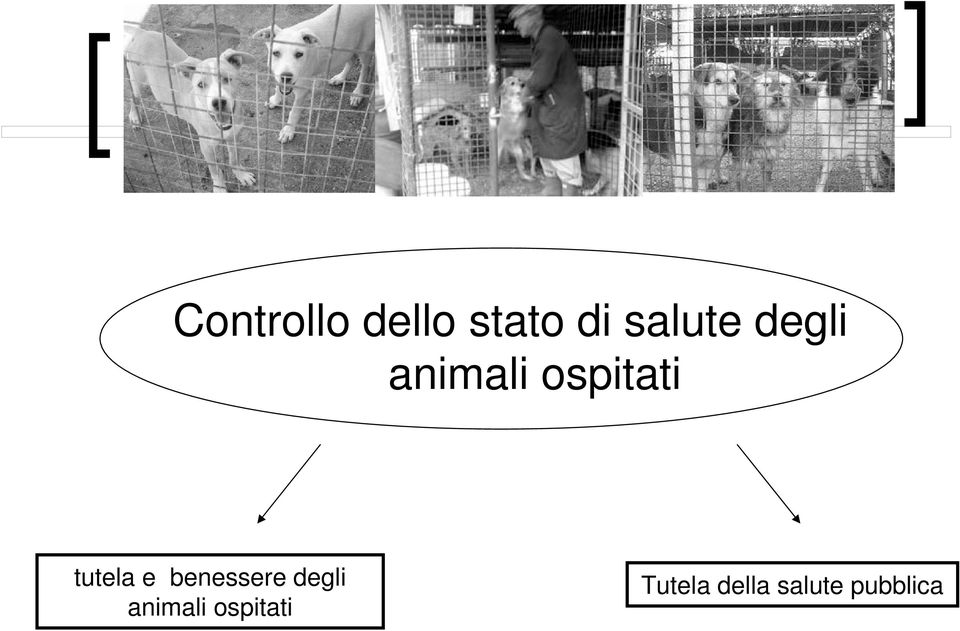 benessere degli animali