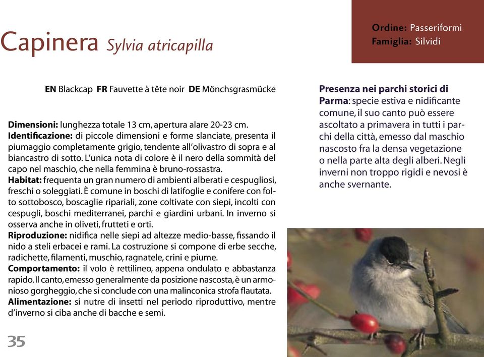 L unica nota di colore è il nero della sommità del capo nel maschio, che nella femmina è bruno-rossastra. Habitat: frequenta un gran numero di ambienti alberati e cespugliosi, freschi o soleggiati.