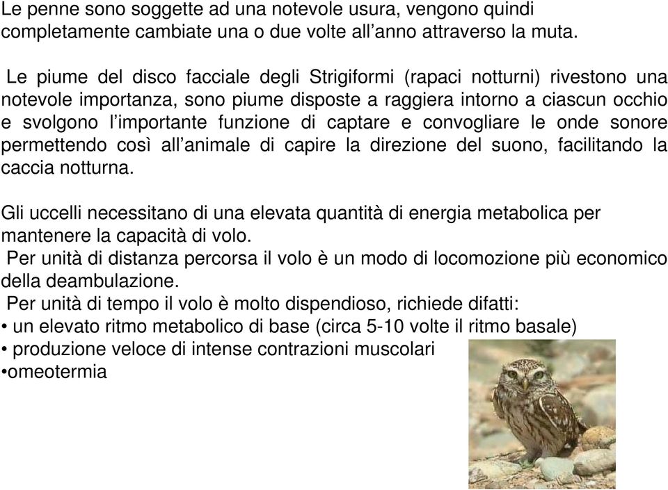 e convogliare le onde sonore permettendo così all animale di capire la direzione del suono, facilitando la caccia notturna.