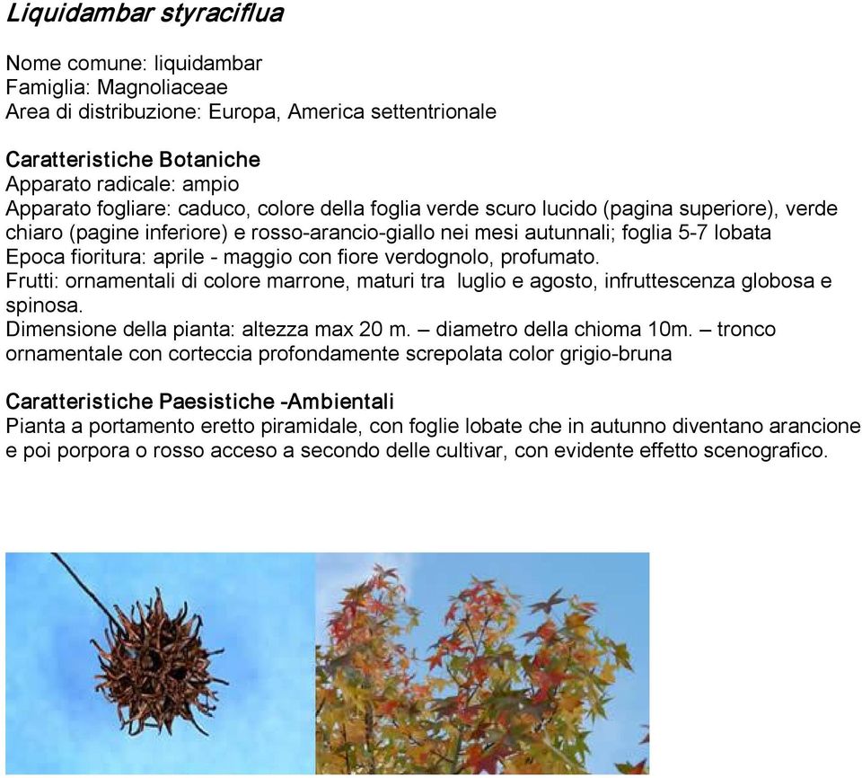 Frutti: ornamentali di colore marrone, maturi tra luglio e agosto, infruttescenza globosa e spinosa. Dimensione della pianta: altezza max 20 m. diametro della chioma 10m.