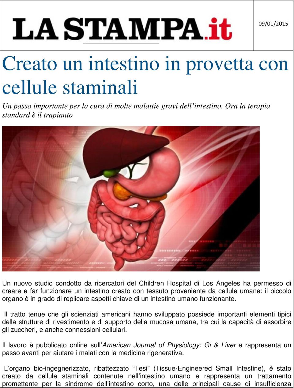 da cellule umane: il piccolo organo è in grado di replicare aspetti chiave di un intestino umano funzionante.