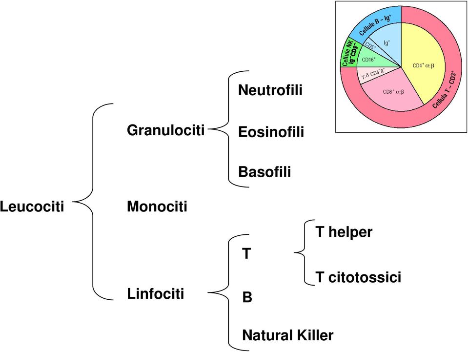 Monociti Linfociti Basofili