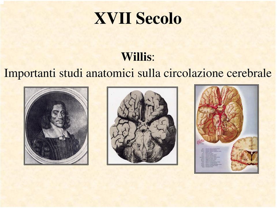 studi anatomici