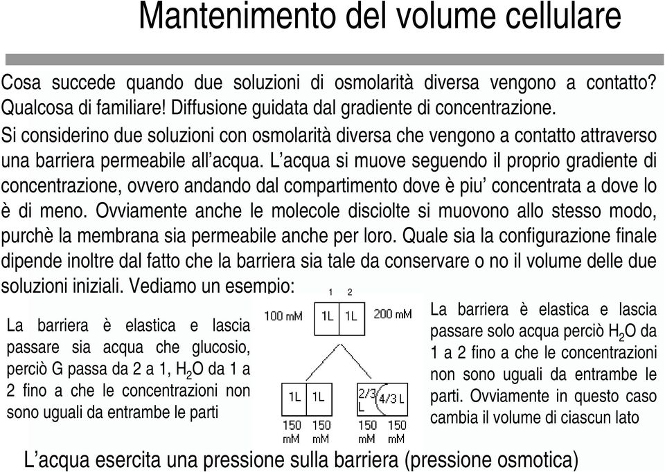 L acqua si muove seguendo il proprio gradiente di concentrazione, ovvero andando dal compartimento dove è piu concentrata a dove lo è di meno.