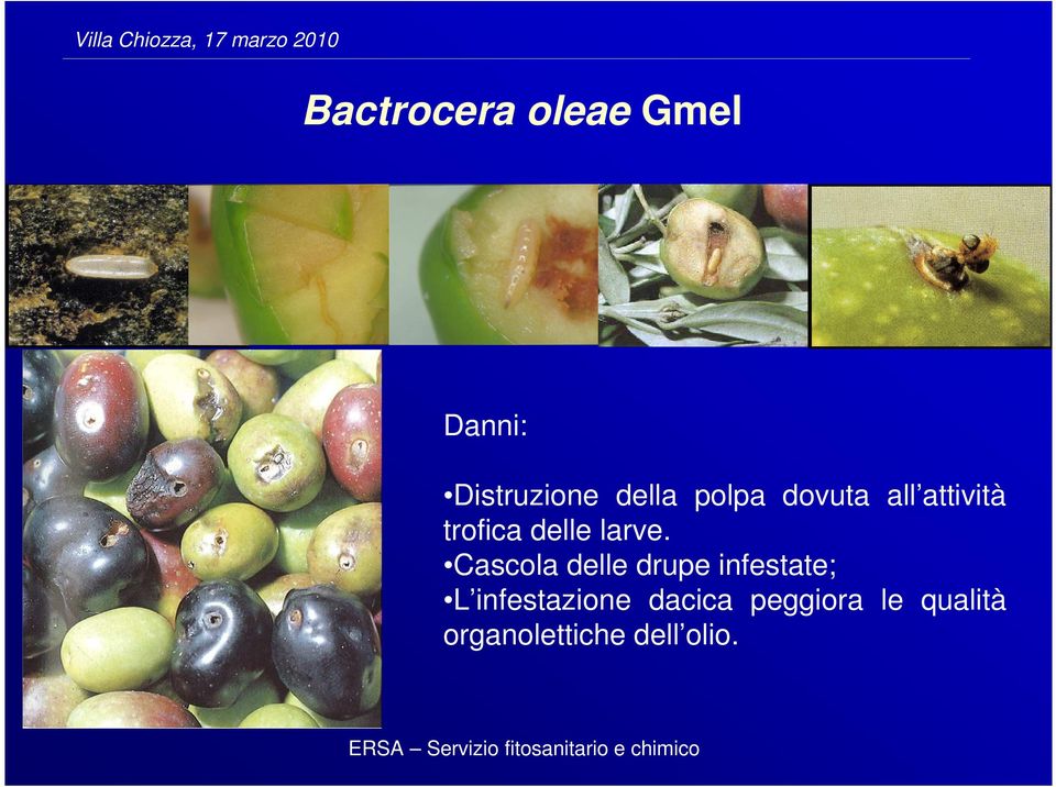 Cascola delle drupe infestate; L infestazione