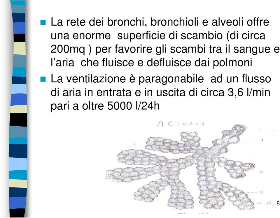 che fluisce e defluisce dai polmoni La ventilazione è paragonabile ad un