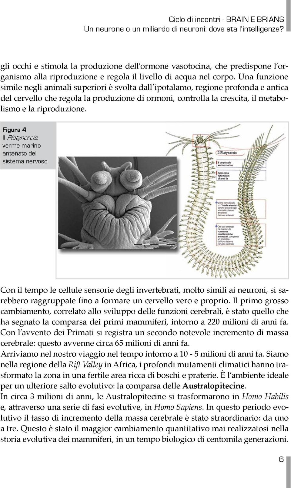 Figura 4 Il Platynereis: verme marino antenato del sistema nervoso Con il tempo le cellule sensorie degli invertebrati, molto simili ai neuroni, si sarebbero raggruppate fino a formare un cervello