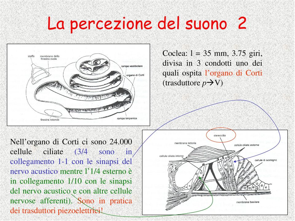 Corti ci sono 24.