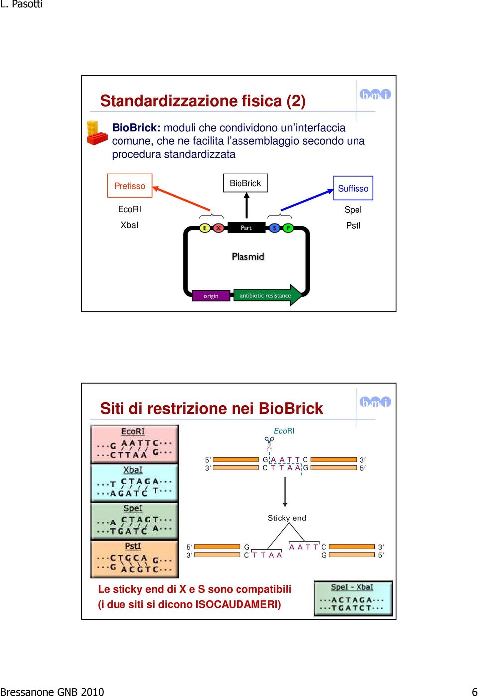 Prefisso EcoRI XbaI BioBrick Suffisso SpeI PstI Siti di restrizione nei BioBrick