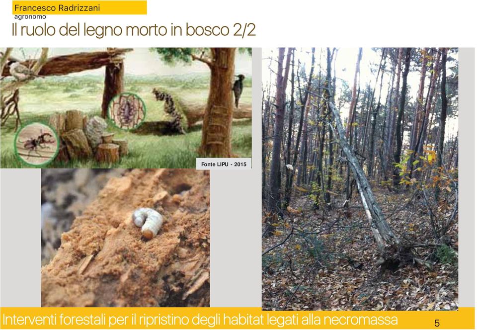 bosco 2/2