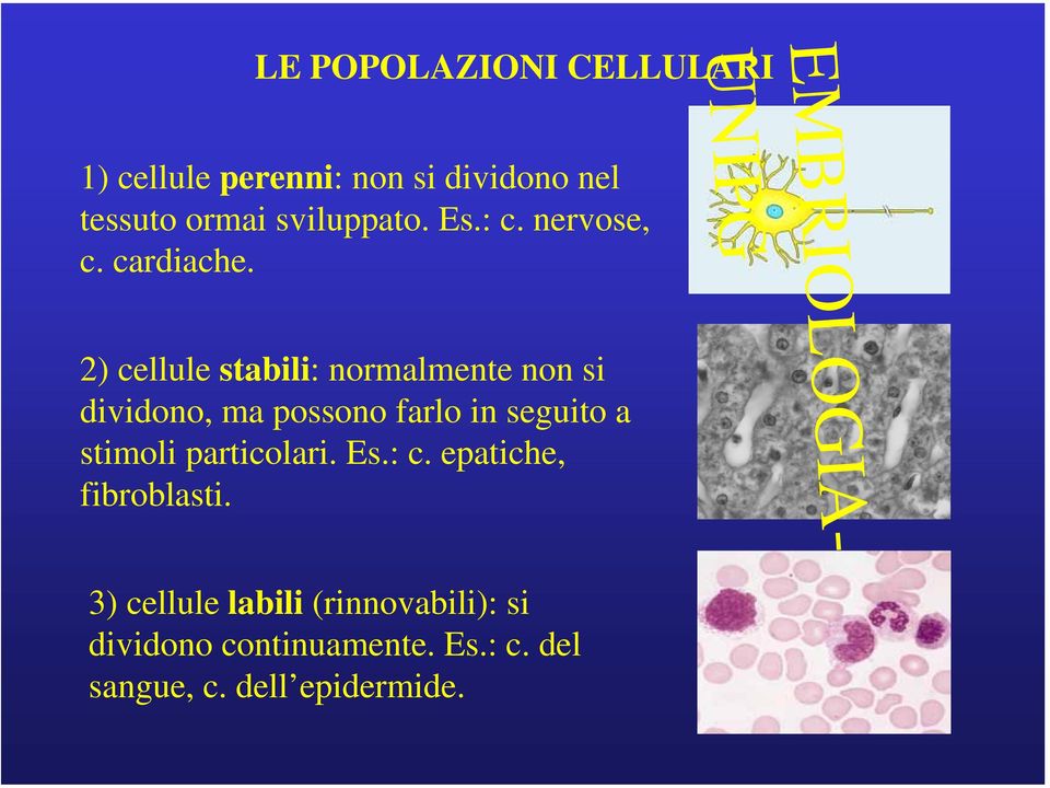 2) cellule stabili: normalmente non si dividono, ma possono farlo in seguito a stimoli