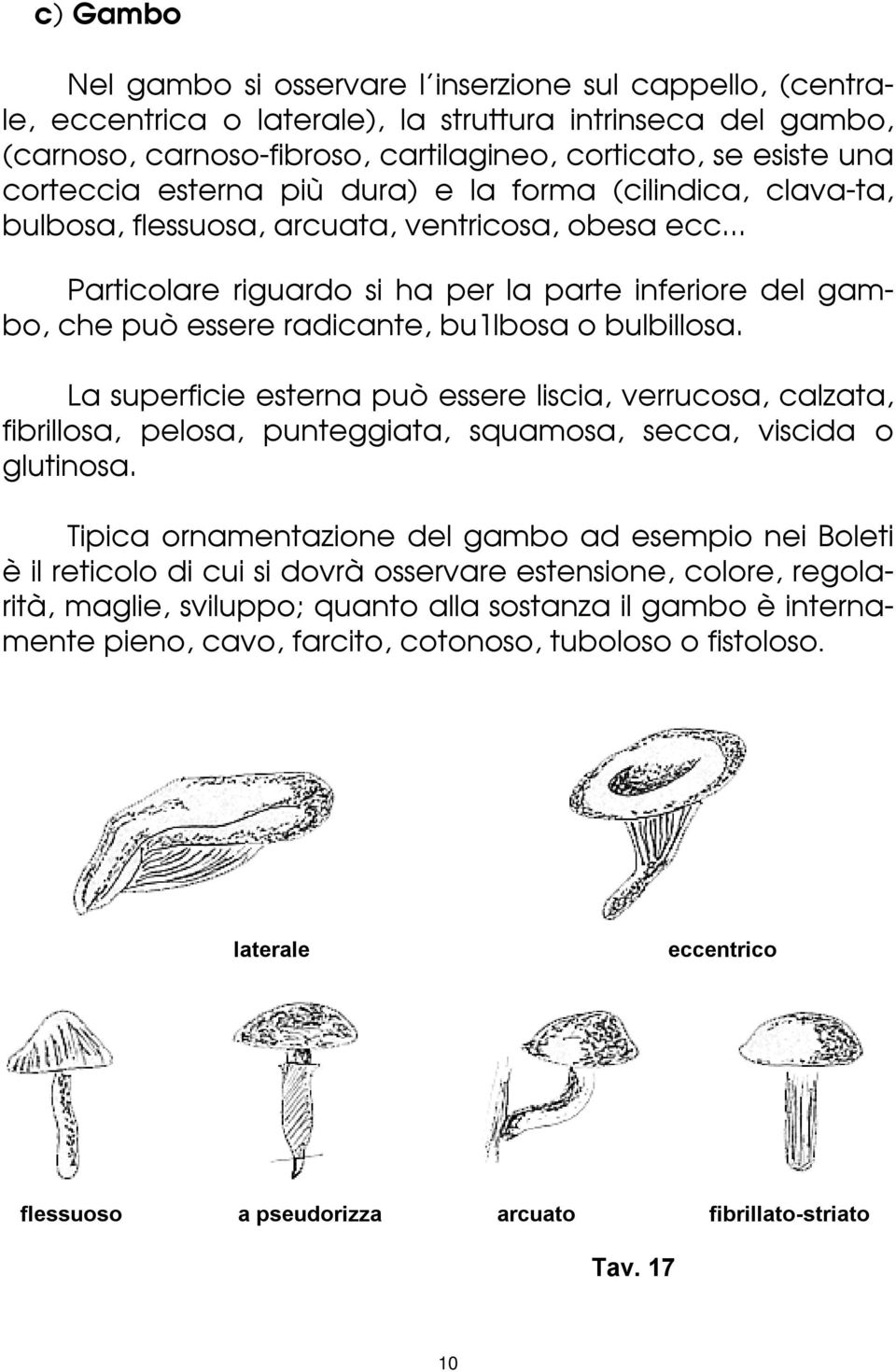 .. Particolare riguardo si ha per la parte inferiore del gambo, che può essere radicante, bu1lbosa o bulbillosa.