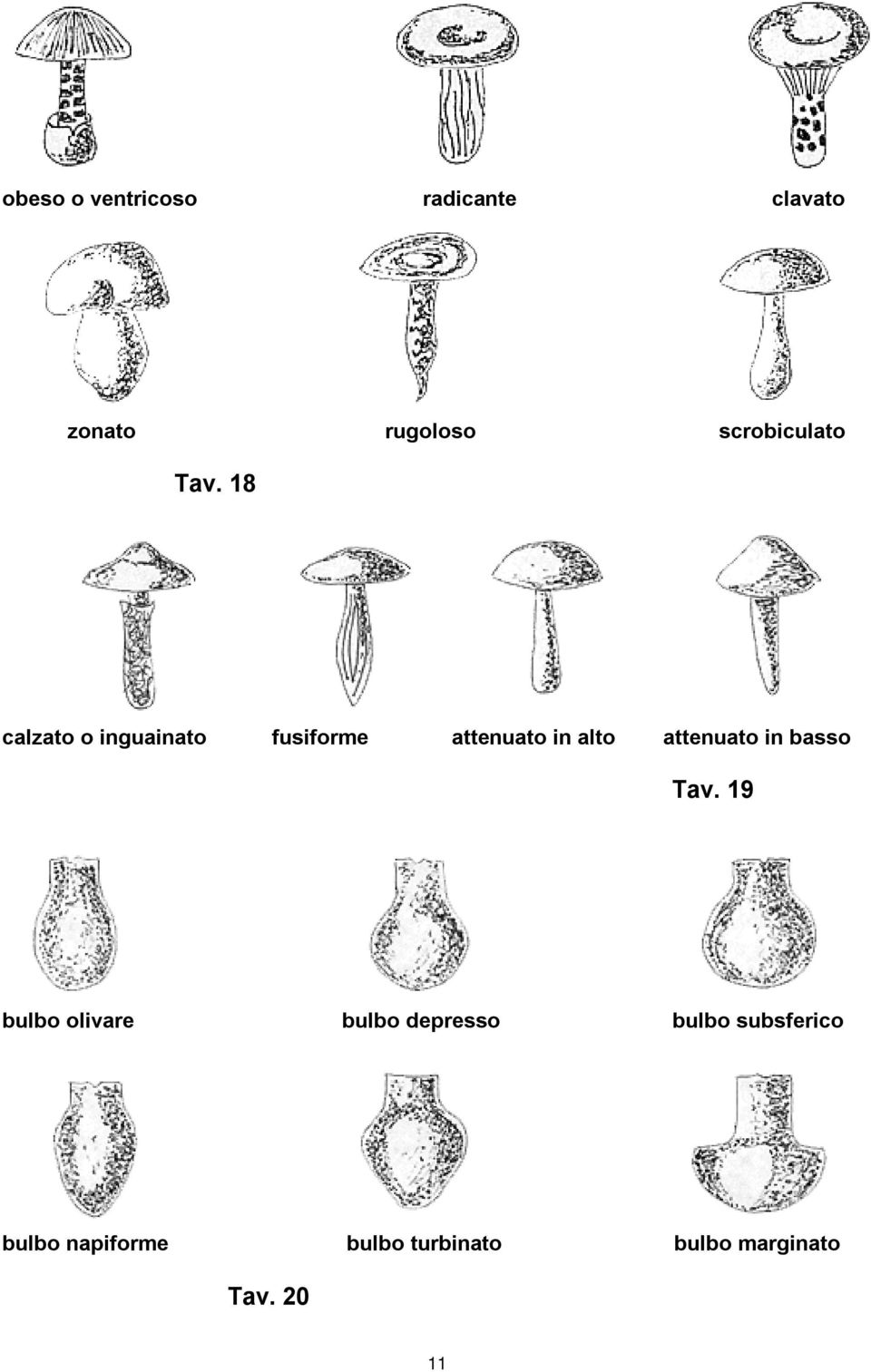 18 calzato o inguainato fusiforme attenuato in alto attenuato