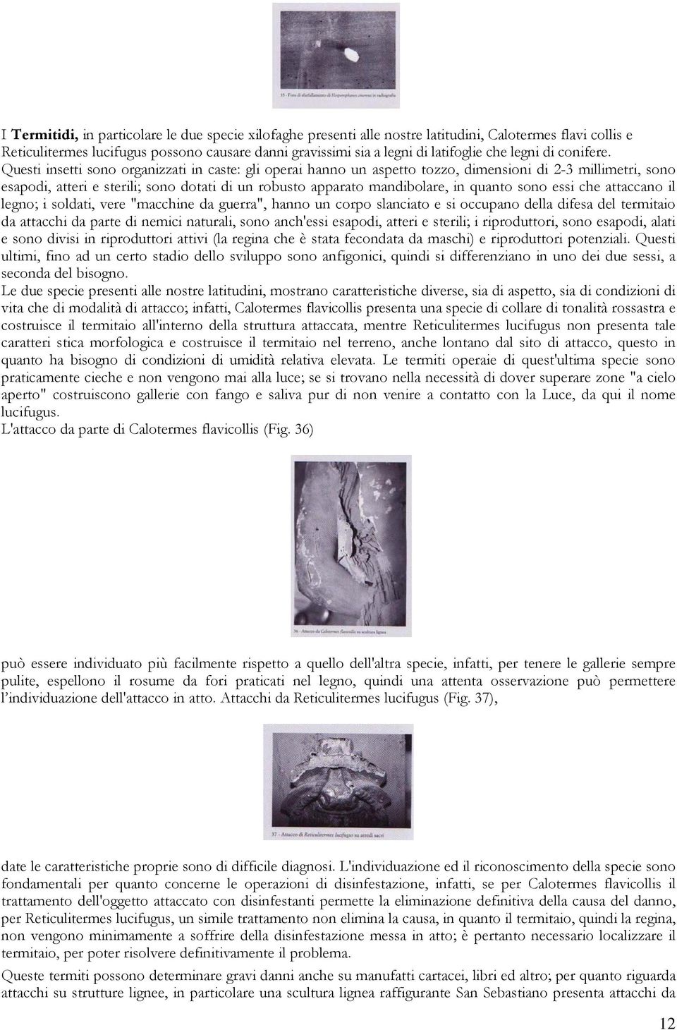 Questi insetti sono organizzati in caste: gli operai hanno un aspetto tozzo, dimensioni di 2-3 millimetri, sono esapodi, atteri e sterili; sono dotati di un robusto apparato mandibolare, in quanto