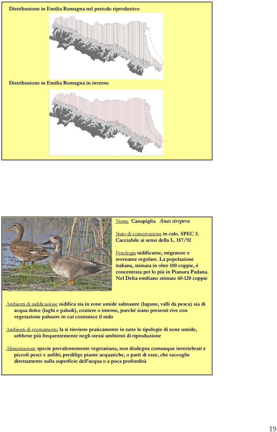 Nel Delta emiliano stimate 60-120 coppie Ambienti di nidificazione nidifica sia in zone umide salmastre (lagune, valli da pesca) sia di acqua dolce (laghi e paludi), costiere o interne, purché siano