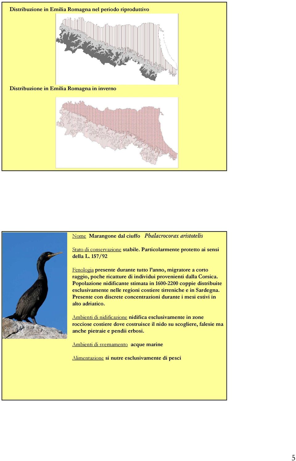 Popolazione nidificante stimata in 1600-2200 coppie distribuite esclusivamente nelle regioni costiere tirreniche e in Sardegna.