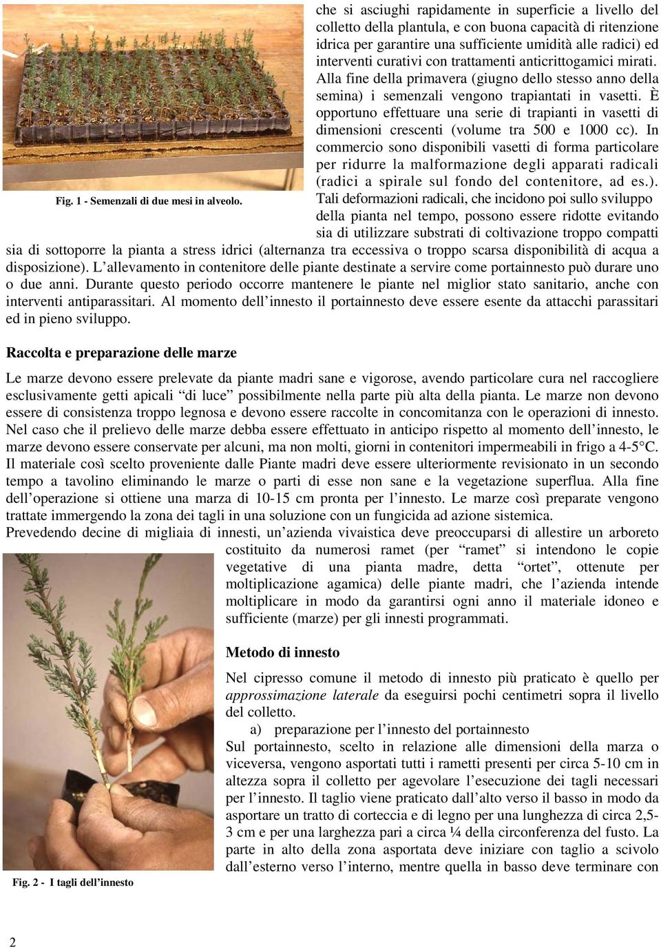 È opportuno effettuare una serie di trapianti in vasetti di dimensioni crescenti (volume tra 500 e 1000 cc).