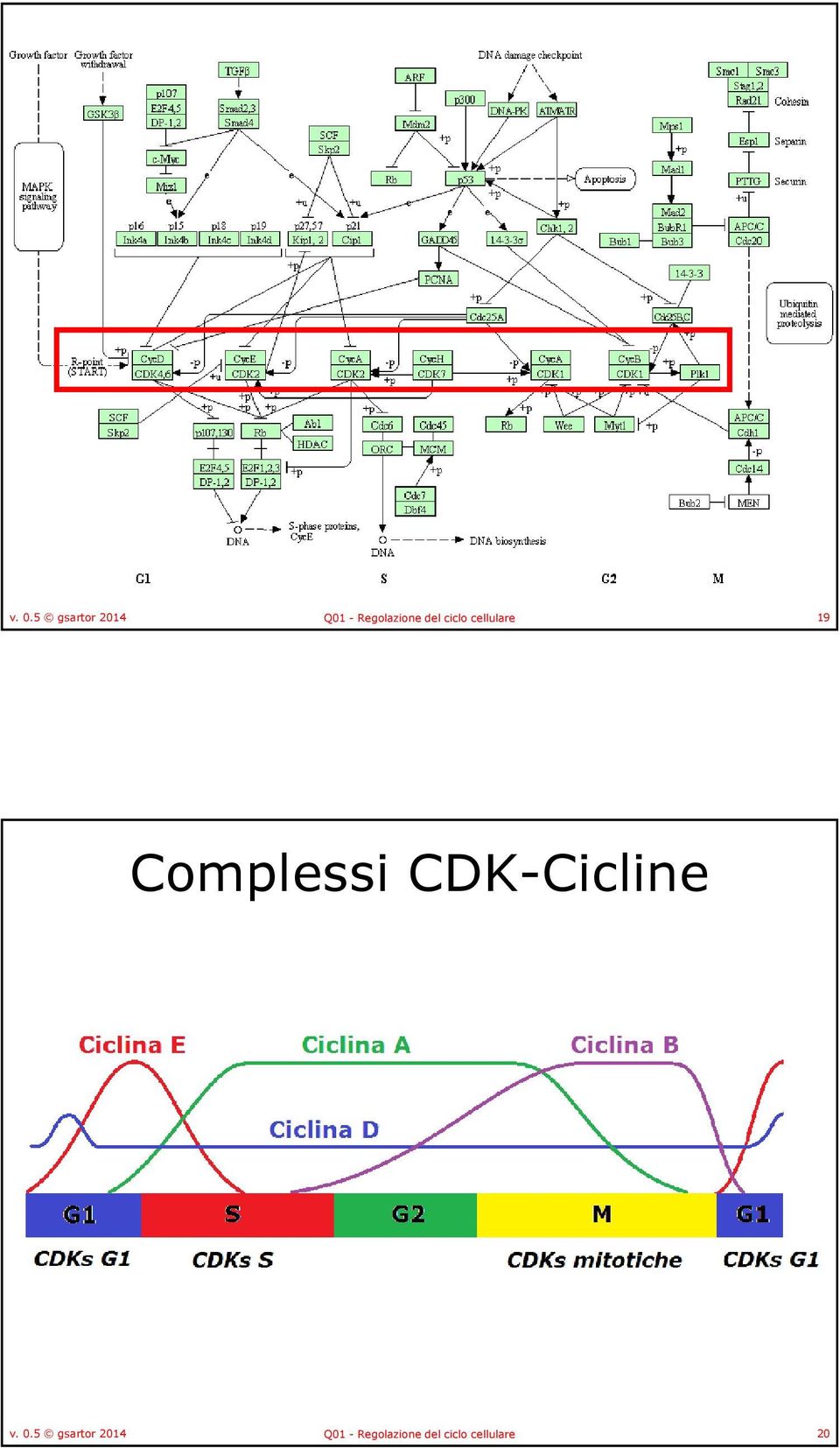Complessi CDK-Cicline  Regolazione