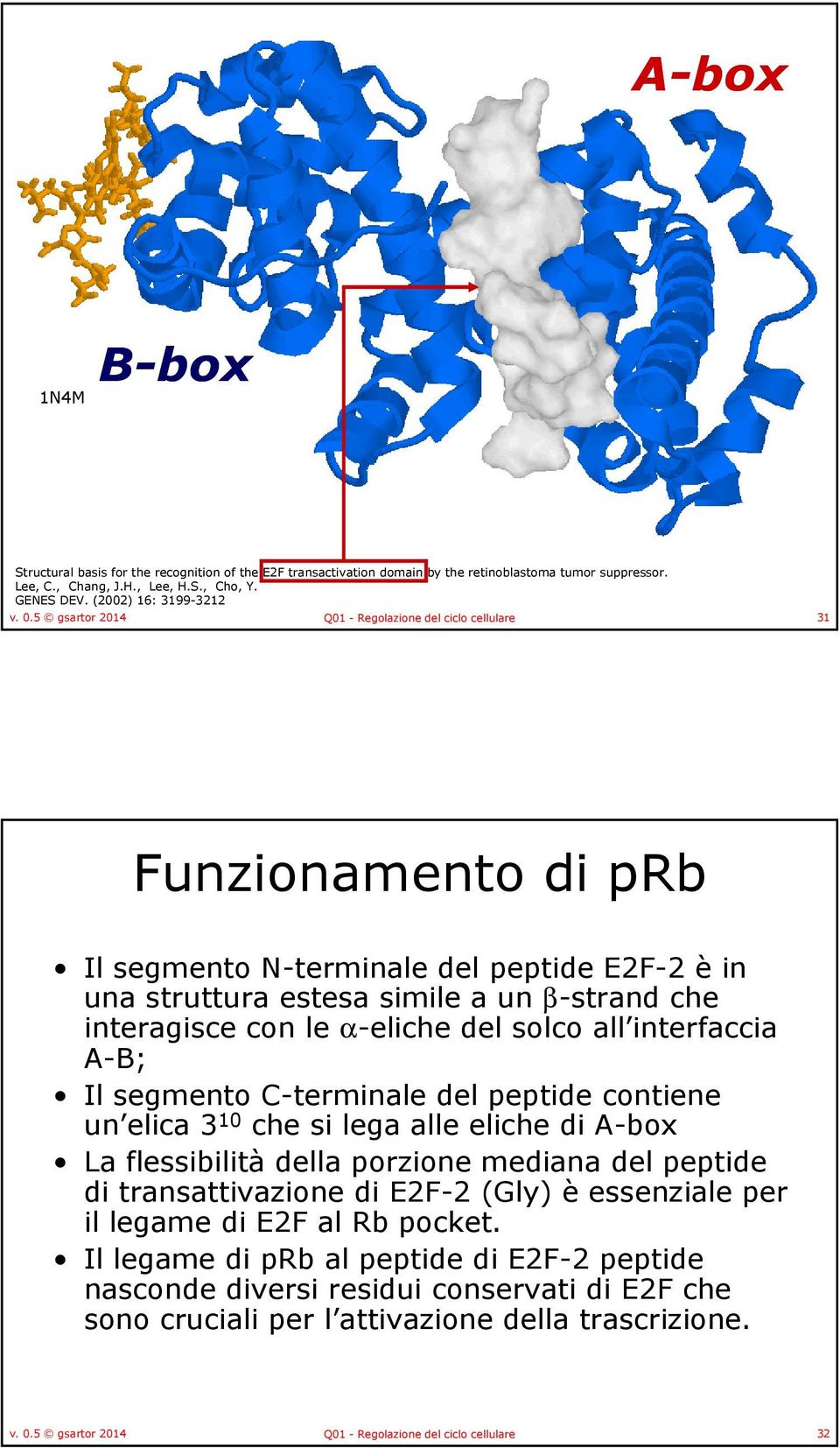 5 gsartor 2014 Q01 - Regolazione del ciclo cellulare 31 Funzionamento di prb Il segmento N-terminale del peptide E2F-2 è in una struttura estesa simile a un β-strand che interagisce con le α-eliche