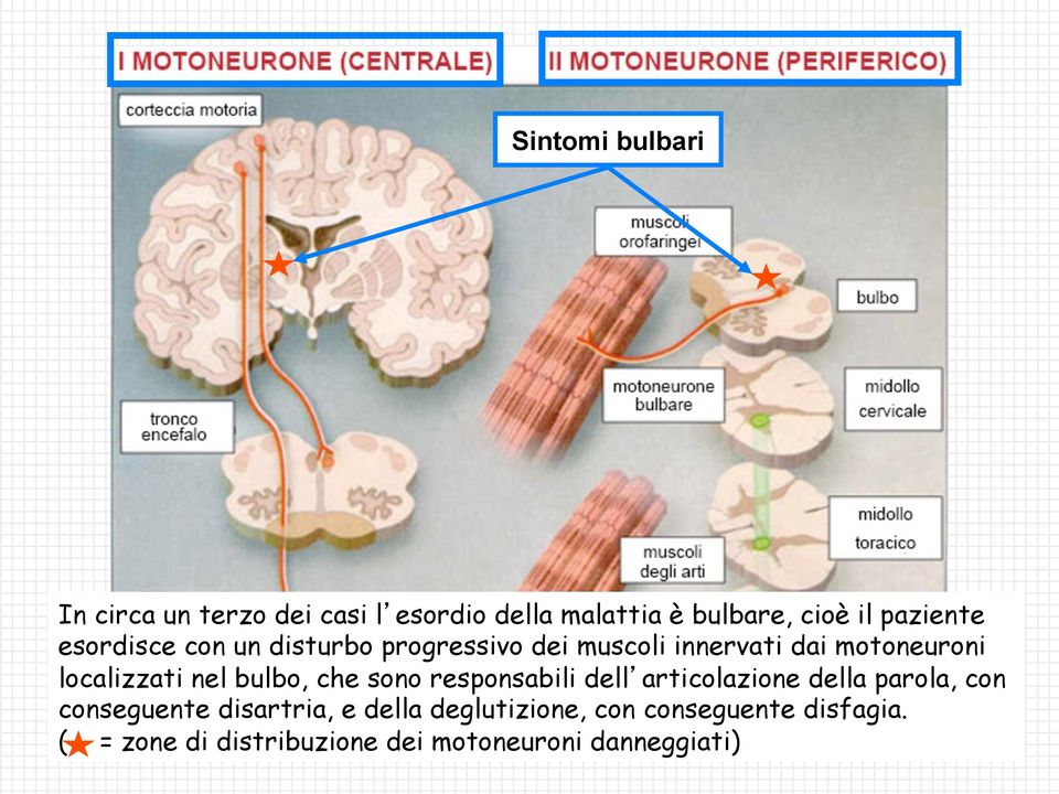 localizzati nel bulbo, che sono responsabili dell articolazione della parola, con conseguente