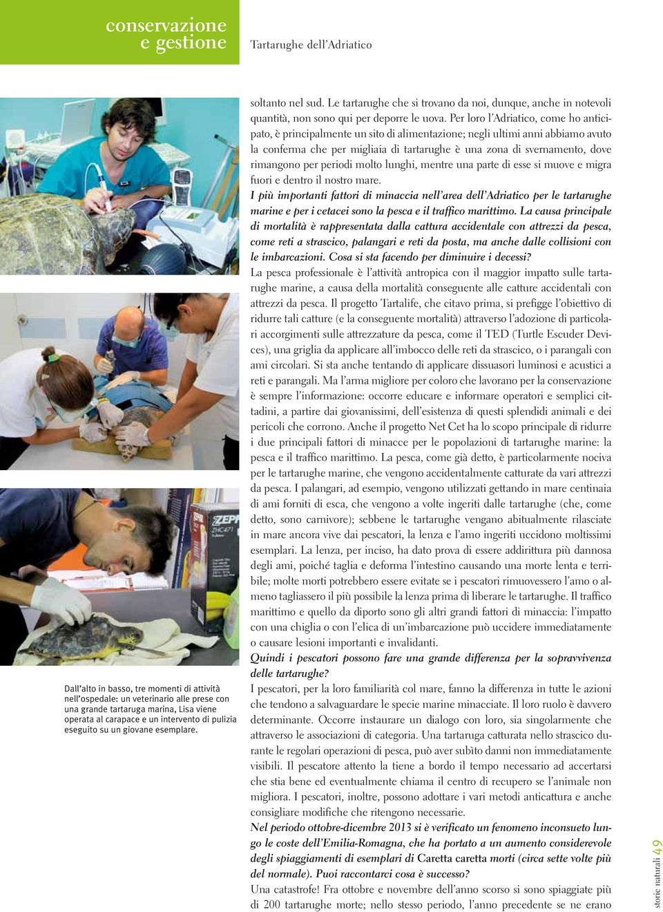 Per loro l Adriatico, come ho anticipato, è principalmente un sito di alimentazione; negli ultimi anni abbiamo avuto la conferma che per migliaia di tartarughe è una zona di svernamento, dove