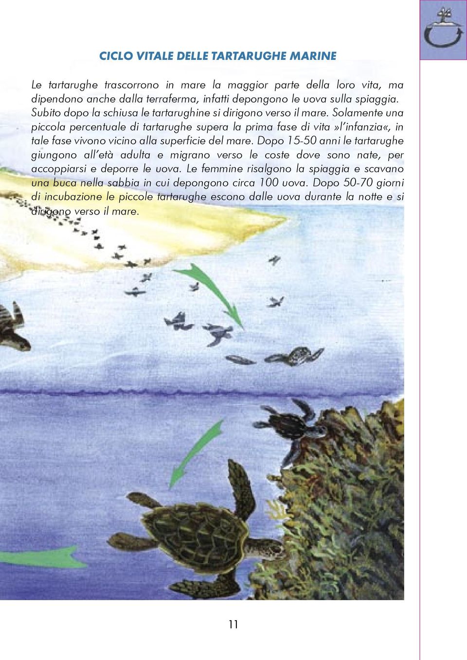 Solamente una piccola percentuale di tartarughe supera la prima fase di vita»l infanzia«, in tale fase vivono vicino alla superficie del mare.