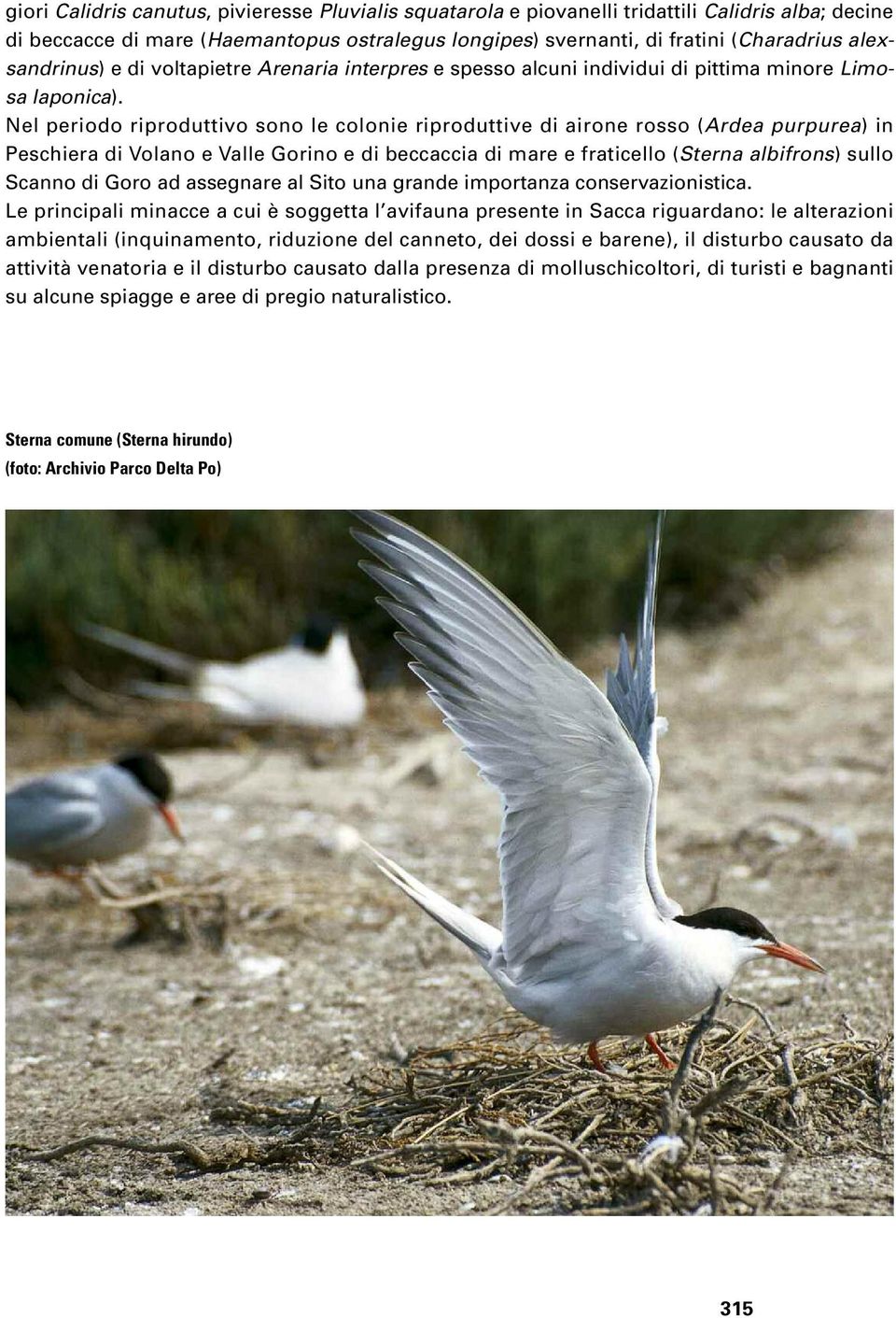 Nel periodo riproduttivo sono le colonie riproduttive di airone rosso (Ardea purpurea) in Peschiera di Volano e Valle Gorino e di beccaccia di mare e fraticello (Sterna albifrons) sullo Scanno di