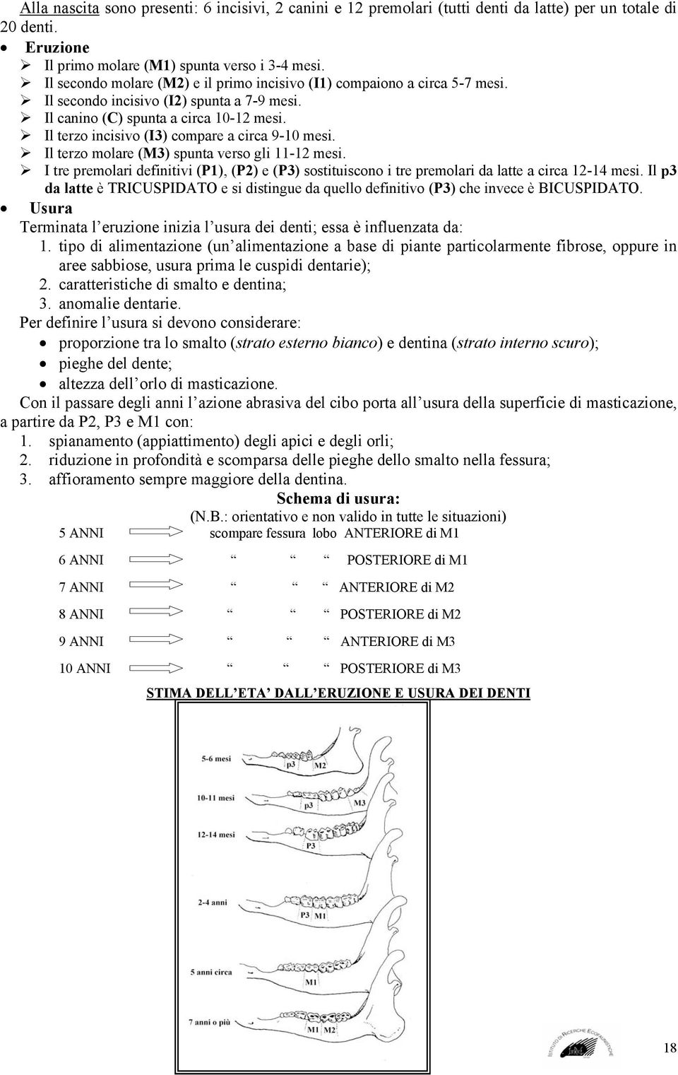 Il terzo incisivo (I3) compare a circa 9-10 mesi. Il terzo molare (M3) spunta verso gli 11-12 mesi.