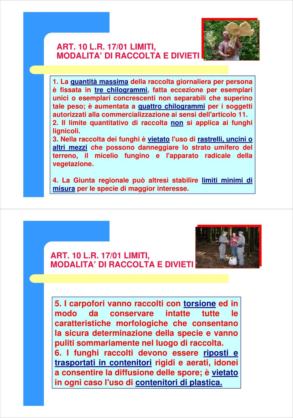 aumentata a quattro chilogrammi per i soggetti autorizzati alla commercializzazione ai sensi dell'articolo 11. 2. Il limite quantitativo di raccolta non si applica ai funghi lignicoli. 3.