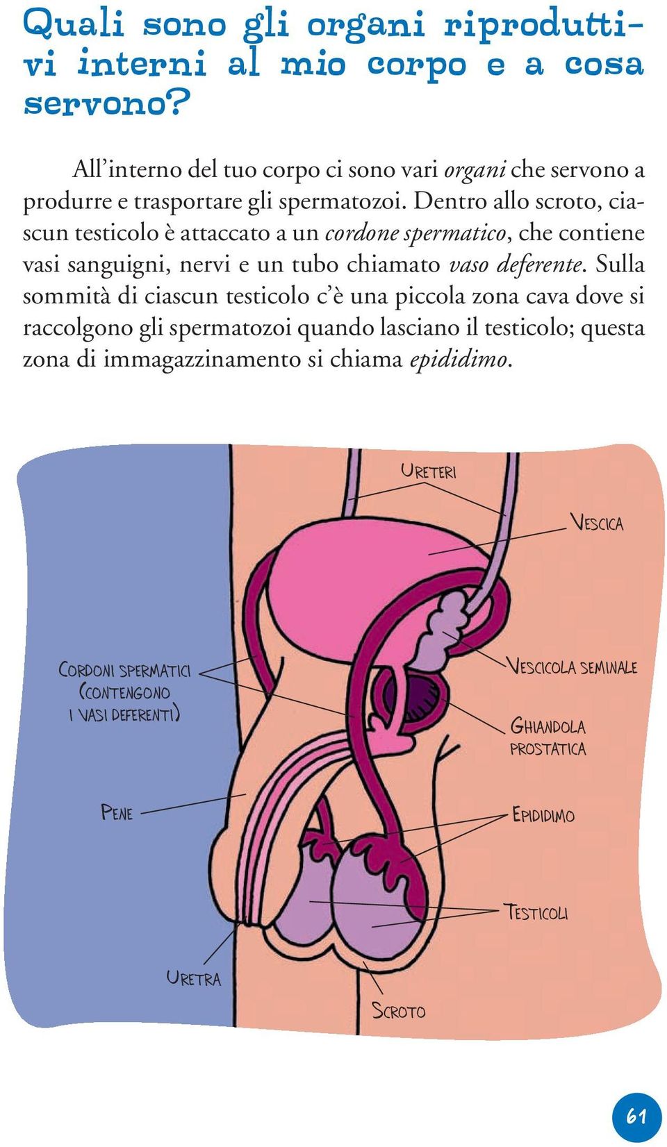 Dentro allo scroto, ciascun testicolo è attaccato a un cordone spermatico, che contiene vasi sanguigni, nervi e un tubo chiamato vaso deferente.