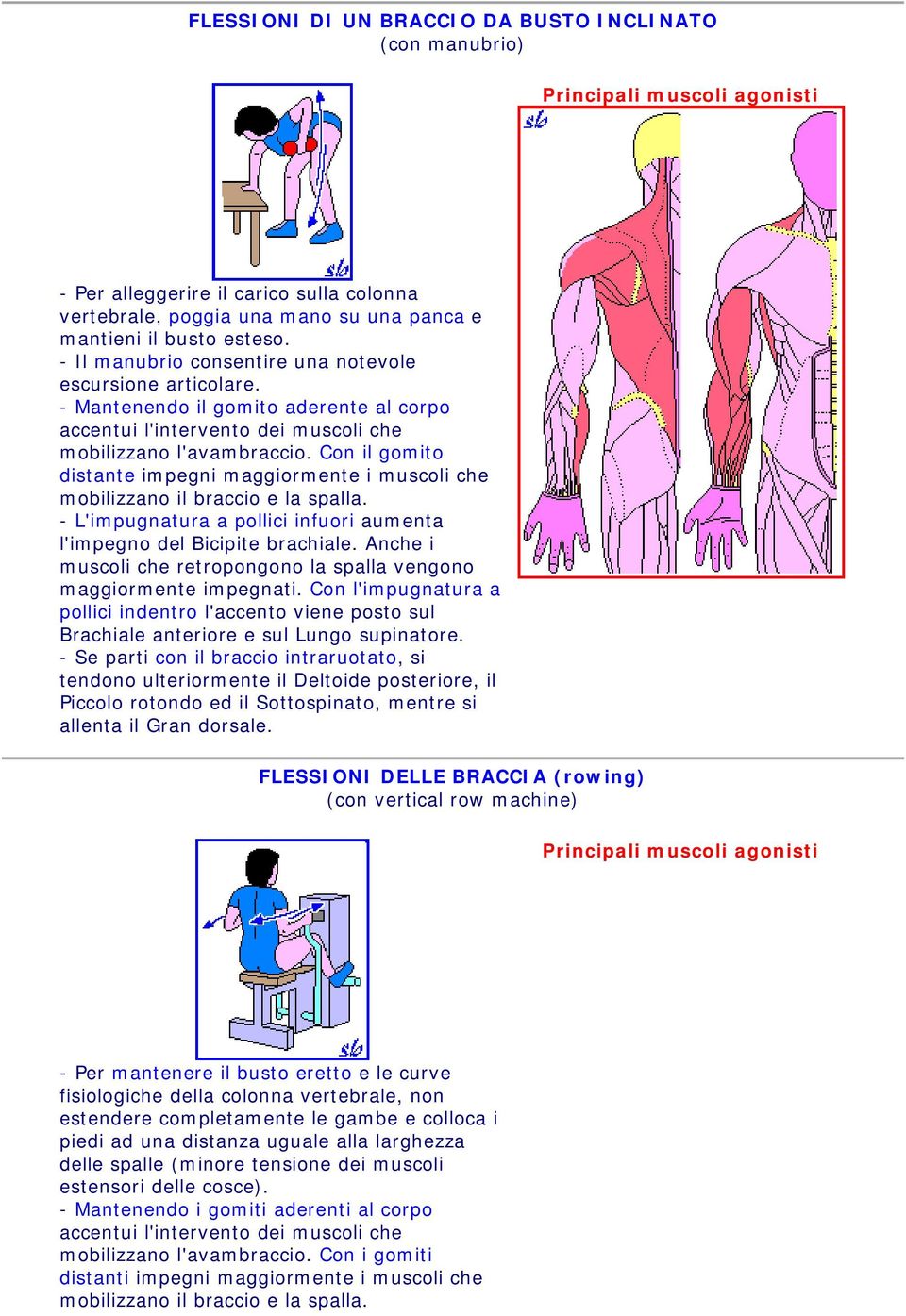 Con il gomito distante impegni maggiormente i muscoli che - L'impugnatura a pollici infuori aumenta l'impegno del Bicipite brachiale.