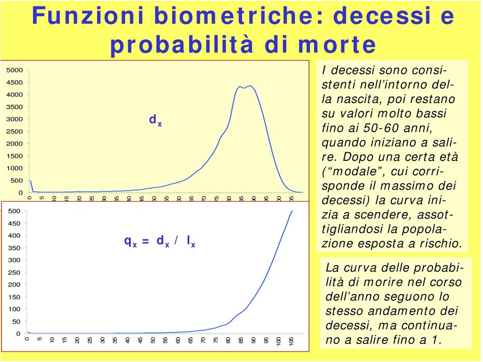 Dopo una certa età ( modale, cui corrisponde il massimo dei decessi) la curva inizia a scendere, assottigliandosi la popolazione esposta a rischio.