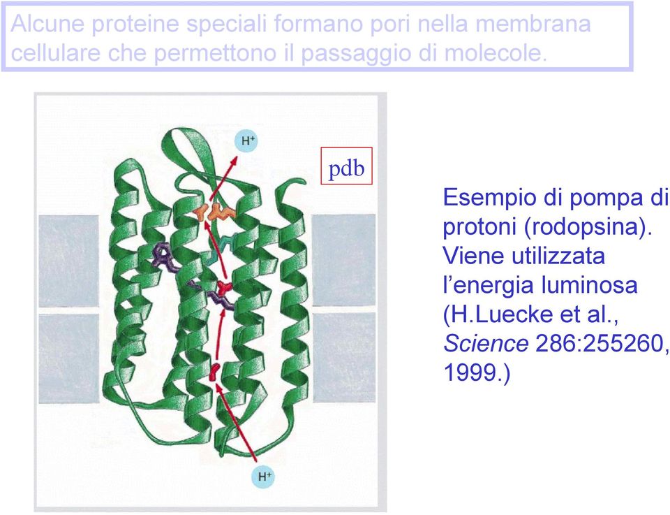 pdb Esempio di pompa di protoni (rodopsina).