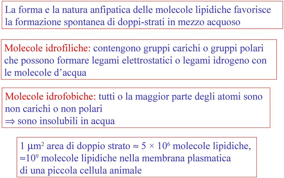 molecole d acqua Molecole idrofobiche: tutti o la maggior parte degli atomi sono non carichi o non polari sono insolubili in acqua