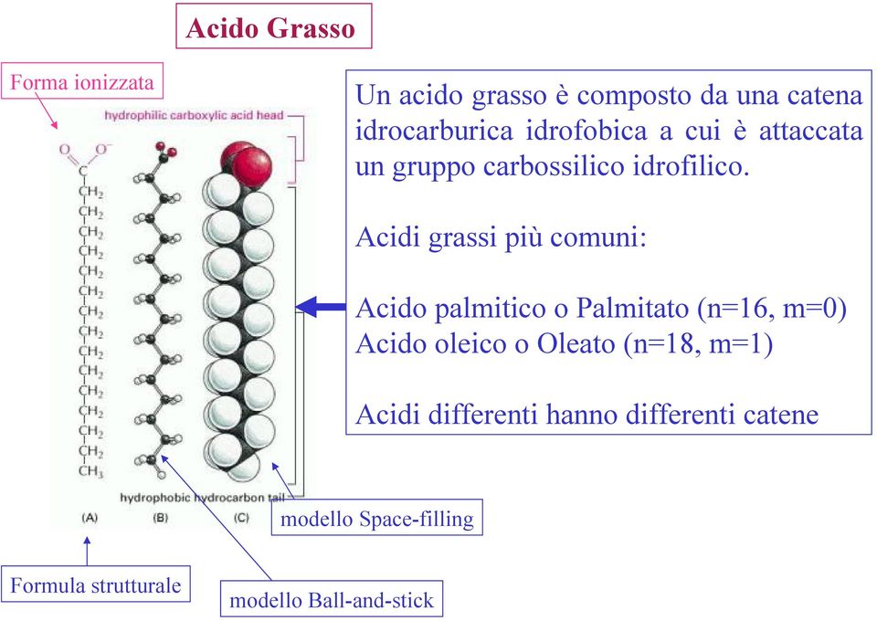 Acidi grassi più comuni: Acido palmitico o Palmitato (n=16, m=0) Acido oleico o Oleato