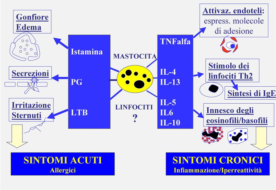 molecole di adesione Stimolo dei linfociti Th2 Sintesi di IgE Innesco degli