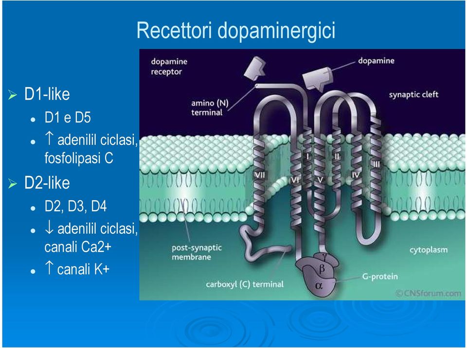 fosfolipasi C D2-like D2, D3, D4