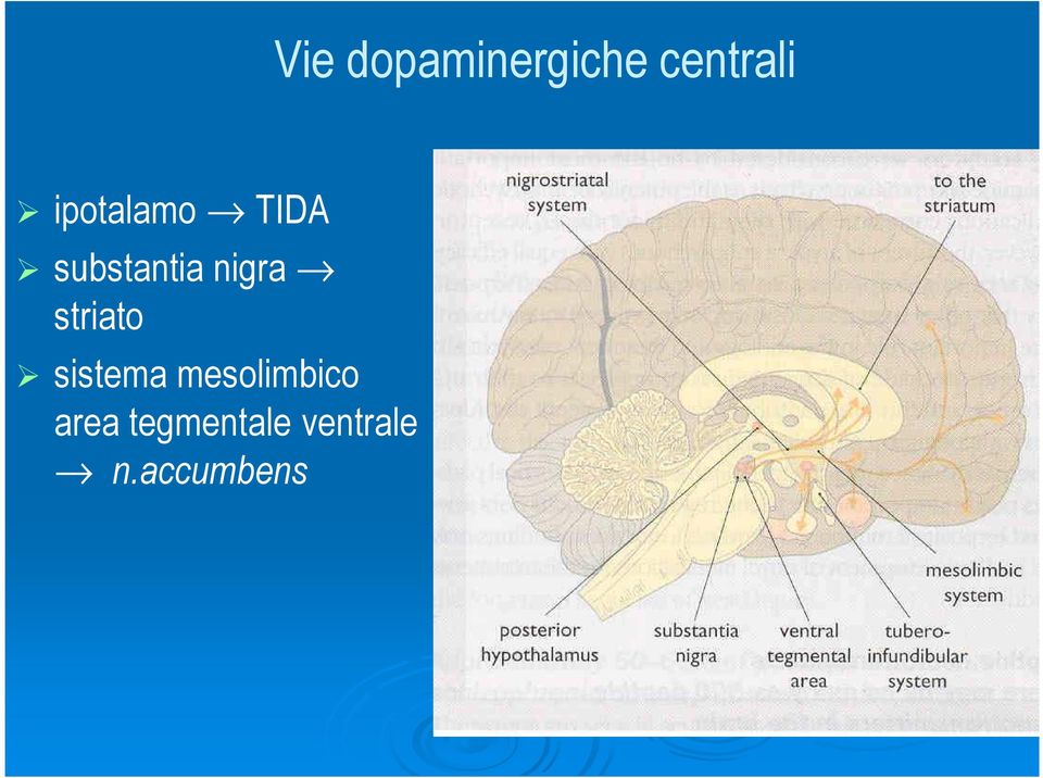 striato sistema mesolimbico sistema