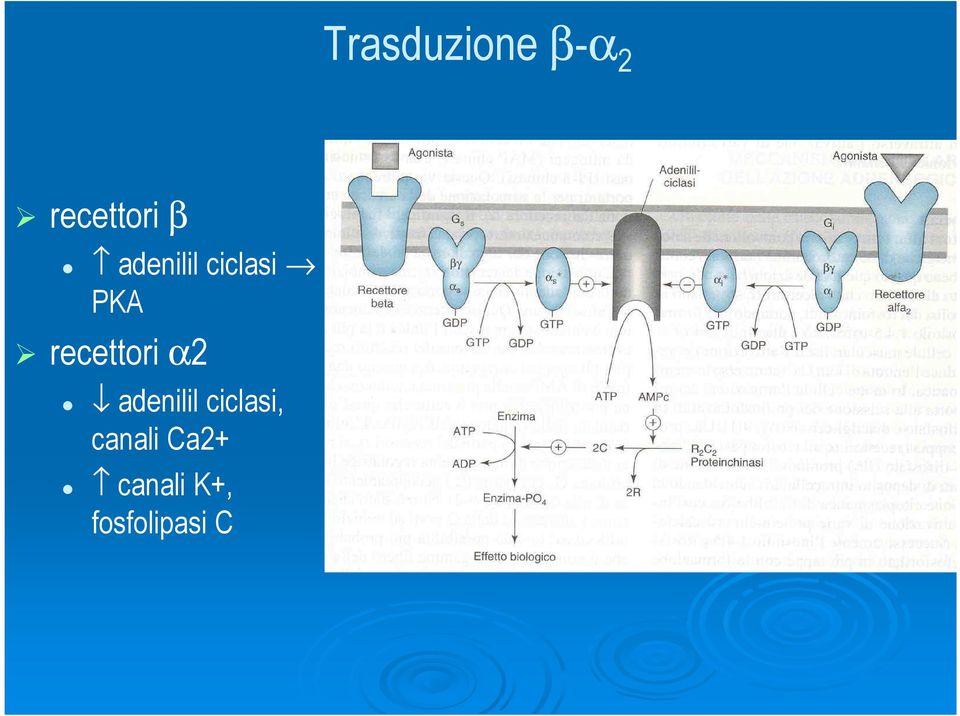 recettori α2 adenilil