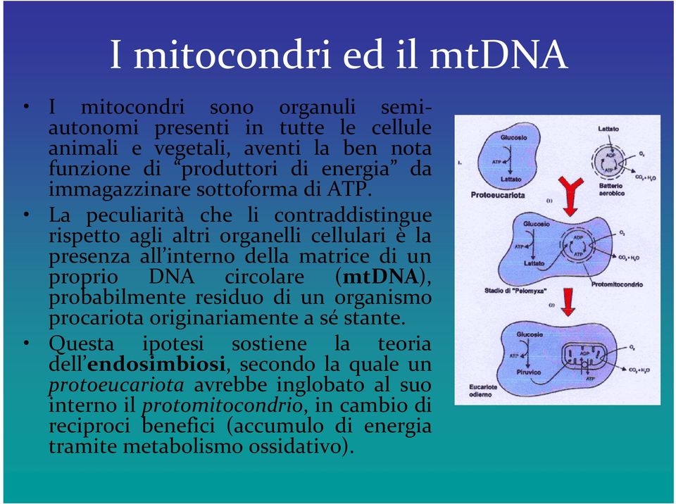 La peculiarità che li contraddistingue rispetto agli altri organelli cellulari è la presenza all interno della matrice di un proprio DNA circolare (mtdna),