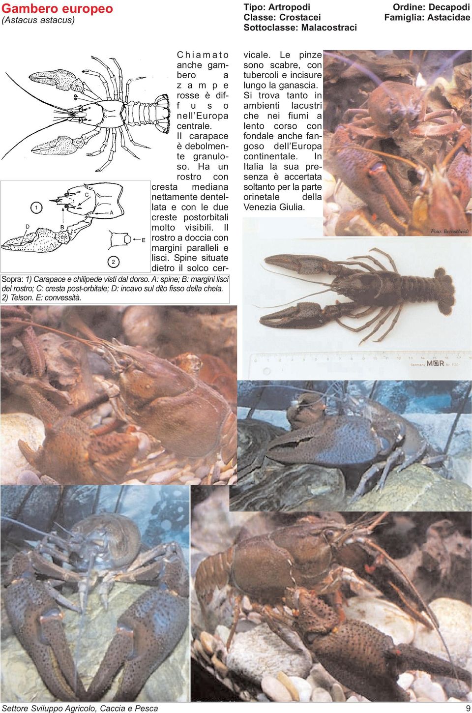 Spine situate dietro il solco cer- Famiglia: Astacidae vicale. Le pinze sono scabre, con tubercoli e incisure lungo la ganascia.