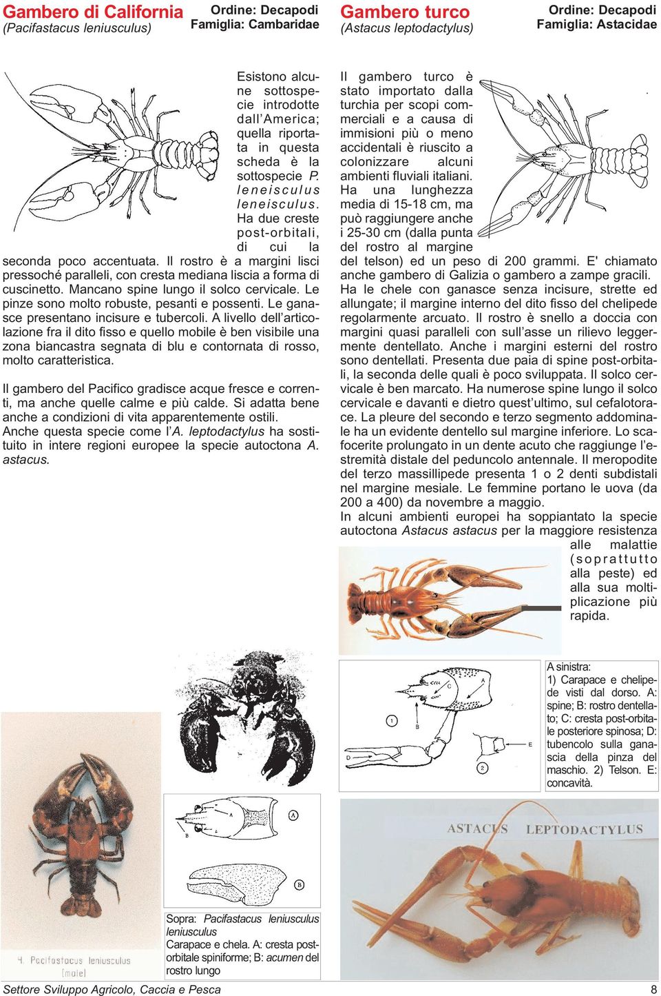 Il rostro è a margini lisci pressoché paralleli, con cresta mediana liscia a forma di cuscinetto. Mancano spine lungo il solco cervicale. Le pinze sono molto robuste, pesanti e possenti.