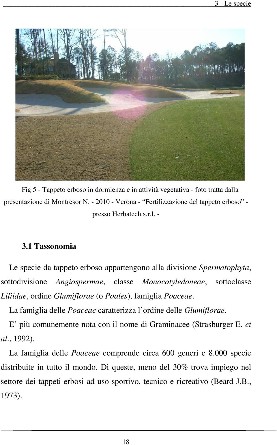1 Tassonomia Le specie da tappeto erboso appartengono alla divisione Spermatophyta, sottodivisione Angiospermae, classe Monocotyledoneae, sottoclasse Liliidae, ordine Glumiflorae (o Poales),