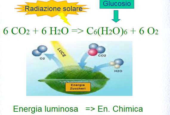 La fotosintesi Le piante usano l acqua che assorbono dalle radici e l anidride