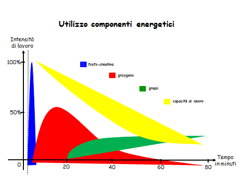 54 Rapporto tra velocità e trasformazione di energia Combustibile Processo Potenza Durata Capacità Rapidità ATP preformato fino a 3 Massima CP Glicolisi Ossidazione degli zuccheri