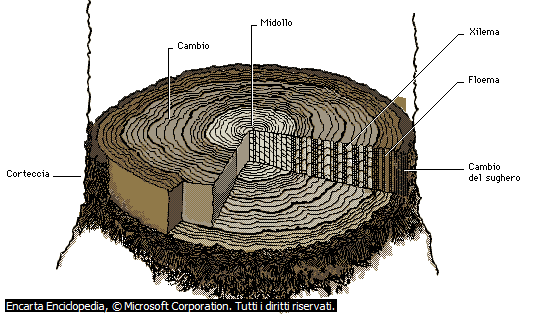 IL FUSTO E suddiviso in cerchi concentrici: La corteccia, struttura protettiva Il libro (floema), con vasi che trasportano la linfa elaborata Il